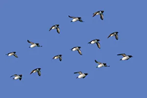 Adult Gallery: RF - Brunnichs guillemot (Uria lomvia) group flying in formation, Svalbard, Norway