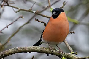Carduelinae Prints: RF - Bullfinch (Pyrrhula pyrrhula) male