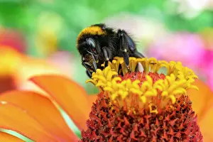 Bumble Bee Prints: RF - Bumblebee (Bombus sp.) feeding on pollen
