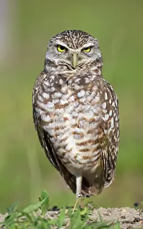 RF - Burrowing owl (Athene cunicularia) portrait, Cape Coral, Florida, USA. March. (This image may be licensed either as rights managed or royalty free.)