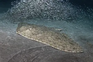 School Prints: RF - Butterfly ray (Gymnura altavela) wrapped in a shoal of Sand smelt (Atherina presbyter)
