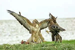 Face To Face Prints: RF - Two Buzzards (Buteo buteo) fighting over food