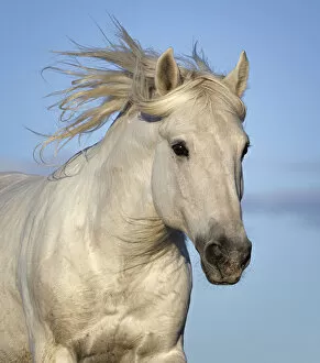 Images Dated 28th April 2022: RF - Camargue horse (Equus ferus caballus) running, head portrait, Camargue, France. October