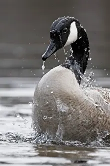 Anatidae Prints: RF - Canada goose (Branta canadensis) bathing in pond