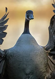 Anatidae Prints: RF - Canada goose (Branta canadensis) portrait