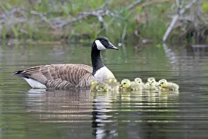 Anatidae Prints: RF - Canada goose (Branta canadensis) on water with newborn goslings