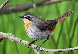 Botanical Garden Prints: RF - Cape robin-chat (Dessonornis caffer) perched on a branch