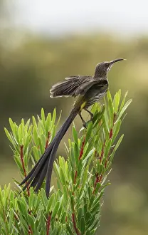 Tail Feather Prints: RF - Cape sugarbird (Promerops cafer) male