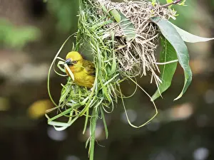 Southern Africa Prints: RF - Cape weaver (Ploceus capensis) male