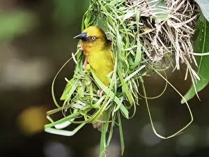 Southern Africa Prints: RF - Cape weaver (Ploceus capensis) male displaying