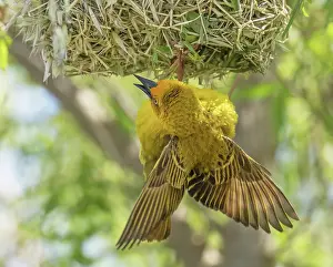 Calling Prints: RF - Cape weaver (Ploceus capensis) male displaying by calling