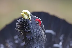 Rf17q1 Prints: RF- Capercaillie (Tetrao urogallus) male displaying, Inshriach, Cairngorms National Park