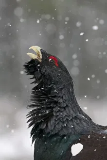 Negative Space Prints: RF- Capercaillie (Tetrao urogallus) male displaying in snow, Cairngorms National Park