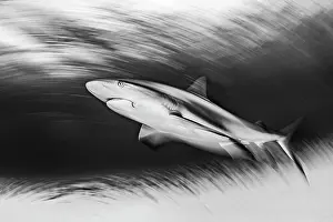 Blurred Movement Prints: RF - Caribbean reef shark (Carcharhinus perezi) swimming in shallow water