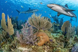2021 February Highlights Collection: RF - Caribbean reef sharks (Carcharhinus perezi) swim over a coral reef with Common sea