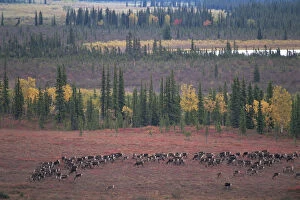 Animal In The Wild Gallery: RF- Caribou herd (Rangifer tarandus) grazing on tundra. Kobuk Valley National Park, Alaska, USA