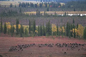 Reindeer Prints: RF- Caribou herd (Rangifer tarandus) grazing on tundra