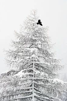 Songbird Gallery: RF- Carrion crow (Corvus corone) flying from a snow covered pine tree in a winter landscape