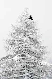 Italy Prints: RF- Carrion crow (Corvus corone) flying from a snow covered pine tree in a winter landscape