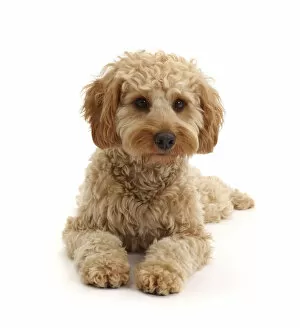 Crossbreed Collection: RF - Cavapoo dog, Monty, age 10 months, lying with head up