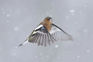 Alertness Gallery: RF- Chaffinch (Fringilla coelebs) male in flight in snow. Glenfeshie, Scotland, February