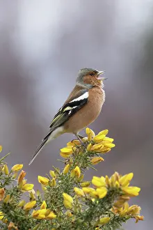 Gorses Prints: RF - Chaffinch (Fringilla coelebs) male