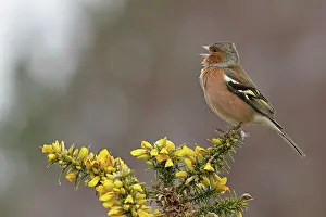 Gorses Prints: RF - Chaffinch (Fringilla coelebs) male