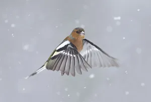 Rf17q1 Prints: RF- Chaffinch (Fringilla coelebs) male in flight in snow. Glenfeshie, Scotland, February