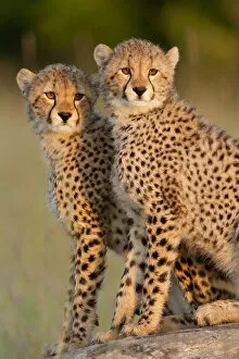 Animal Marking Gallery: RF- Cheetah (Acinonyx jubatus) cubs aged 6 months, Masai-Mara Game Reserve, Kenya
