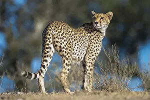 Flick Solitaire - Nick Garbutt Collection: RF - Cheetah (Acinonyx jubatus) female patrolling territory. Long Gully