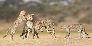 Cheetah Prints: RF - Cheetah (Acinonyx jubatus) female playing with three cubs (age around 5 months) Ngorongoro Conservation Area