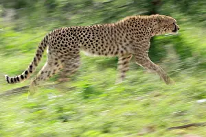 Cheetah Prints: RF - Cheetah (Acinonyx jubatus) running