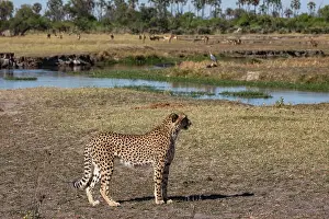 Cheetah Prints: RF - Cheetah (Acinonyx jubatus) standing alert