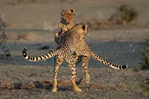Cheetah Prints: RF - Two Cheetah (Acinonyx jubatus) sub-adults playfighting