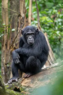 RF - Chimpanzee (Pan troglodytes) sitting on branch, Kibale Forest National Park, Uganda. Endangered. (This image may be licensed either as rights managed or royalty free.)