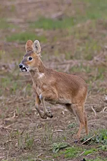 Hydropotes Prints: RF - Chinese water deer (Hydropotes inermis) male