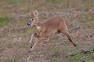 RF - Chinese water deer (Hydropotes inermis) male, running, Cley, Norfolk, UK. April. (This image may be licensed either as rights managed or royalty free.)