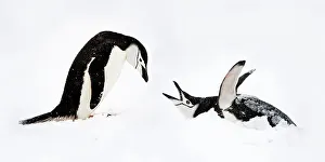 Panorama Prints: RF - Chinstrap penguins (Pygoscelis antarctica) displaying