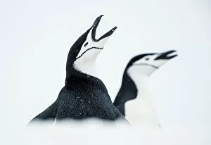 Penguins Collection: RF - Chinstrap Penguins (Pygoscelis antarcticus) once calling, South Shetland Islands