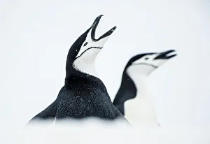 RF - Chinstrap Penguins (Pygoscelis antarcticus) once calling, South Shetland Islands