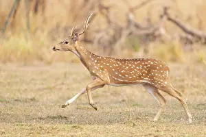 Spotted Prints: RF - Chital / Spotted deer (Axis axis) running