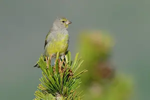 Gymnosperm Prints: RF - Citril finch (Carduelis citrinella) perched on a Pine (Pinus sp)