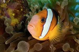 Clownfish Prints: RF - Clark's anemonefish (Amphiprion clarkii) guarding its developing eggs