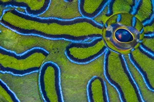RF - Close up detail of the eye and skin pattern of a Giant hawkfish (Cirrhitus rivulatus