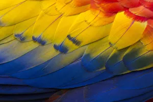 Yellow Prints: RF - Close up of feathers of a Scarlet Macaw (Ara macao) Osa Peninsula, Costa Rica