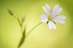 RF - Close up of Greater stitchwort (Stellaria holostea) flower, Cornwall, UK. April