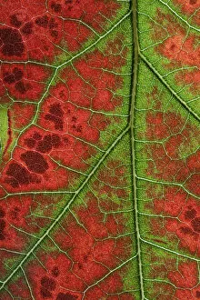 Red Gallery: RF- Close up of Leaves of Red Oak (Quercus rubra) in autumn. October