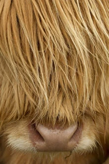 Rf17q1 Gallery: RF- Close-up of Highland cow (Bos taurus) showing thick insulating hair covering face