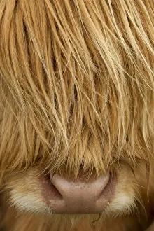 Hairstyle Prints: RF- Close-up of Highland cow (Bos taurus) showing thick insulating hair covering face