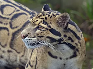 2020 May Highlights Gallery: RF - Clouded leopard (Neofelis nebulosa) portrait. Captive